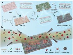 Double crosslinking decellularized bovine pericardium of dialdehyde ...