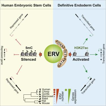 Species-specific Rewiring Of Definitive Endoderm Developmental Gene Activation Via Endogenous ...