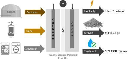 Struvite recovery from microbial fuel cells treating different