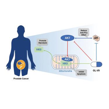 GL-V9 inhibits the activation of AR-AKT-HK2 signaling networks and ...