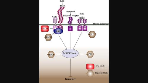 Functional screening of the Arabidopsis 2C protein phosphatases family ...