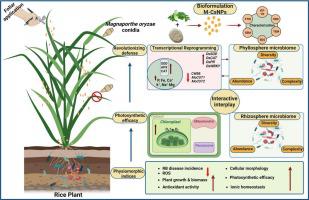 Bio-formulated chitosan nanoparticles enhance disease resistance ...