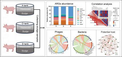 Phages in sludge from the A/O wastewater treatment process play an ...