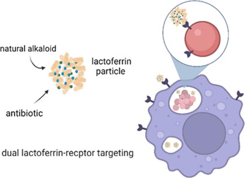 Targeting Intracellular Bacteria with Dual Drug-loaded Lactoferrin ...