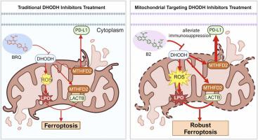 一种新型线粒体靶向 DHODH 抑制剂可诱导强铁死亡并减轻免疫抑制,Pharmacological Research - X-MOL