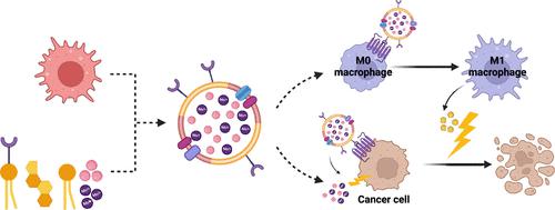 CXCR4-Targeted Macrophage-Derived Biomimetic Hybrid Vesicle ...