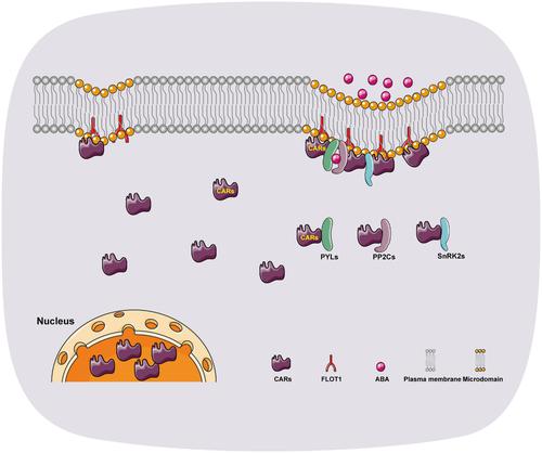 C2 结构域蛋白 CAR1 在质膜 ABA 信号传导中招募 HAB1 和 SnRK2.2,The Plant Journal - X-MOL