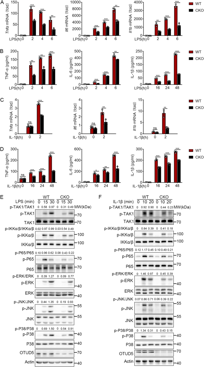 OTUD5 通过增强 MyD88 寡聚化和 Myddosome 形成来促进炎症免疫反应,Cell Death and ...