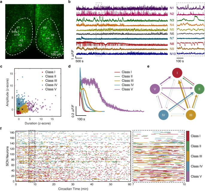 System-level time computation and representation in the suprachiasmatic ...