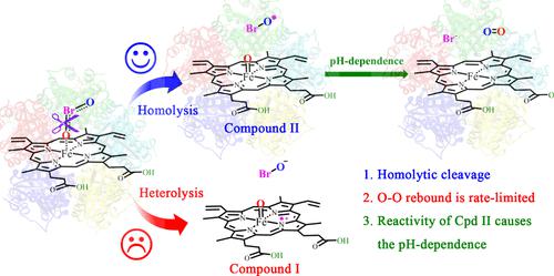 Computational Insights into the Catalysis of the pH Dependence of ...