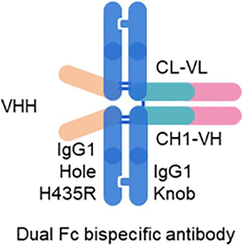 A Novel Dual-Fc Bispecific Antibody With Enhanced Fc Effector Function ...