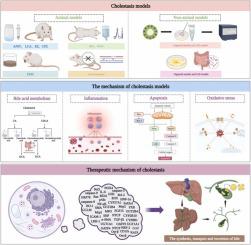 胆汁淤积实验模型和治疗的分子见解,Biomedicine & Pharmacotherapy - X-MOL