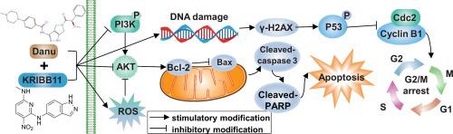 Suppression of NSCLC progression via the co-administration of ...