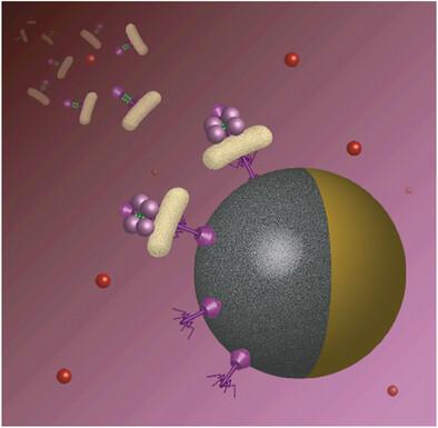 Magnetic Bacteriophage-Engineered Janus Micromotors for Selective ...