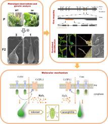 The CsTM alters multicellular trichome morphology and enhances ...