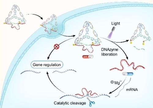 DNA 纳米笼骨架中的模块化编织 DNAzyme 用于光活化催化活性调节,Angewandte Chemie International ...