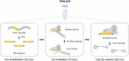 One-pot RPA/CRISPR-Cas12a Assay With Photomodulated Aptamer-based ...