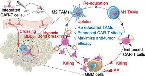 Enhancing Glioblastoma Immunotherapy with Integrated Chimeric Antigen ...