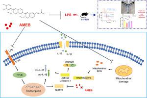 Americanin B 通过靶向 NLRP3 蛋白抑制脂多糖诱导的脓毒症脑病小鼠焦亡,Phytomedicine - X-MOL