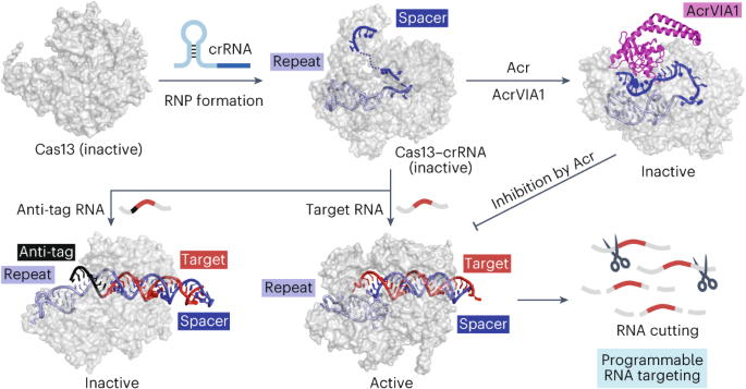 Structures, Mechanisms And Applications Of RNA-centric CRISPR–Cas13 ...