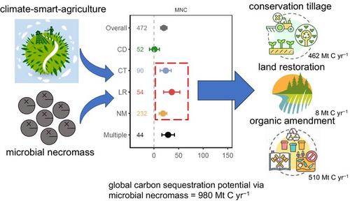 Global synthesis on the response of soil microbial necromass carbon to ...