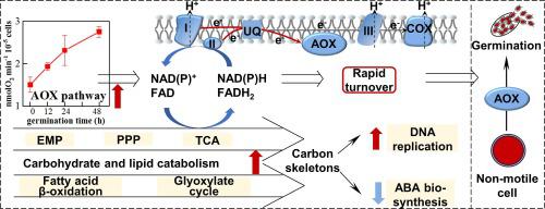 Mitochondrial alternative oxidase pathway accelerates non-motile cell ...