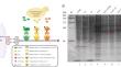 A cellulosomal yeast reaction system of lignin-degrading enzymes for ...