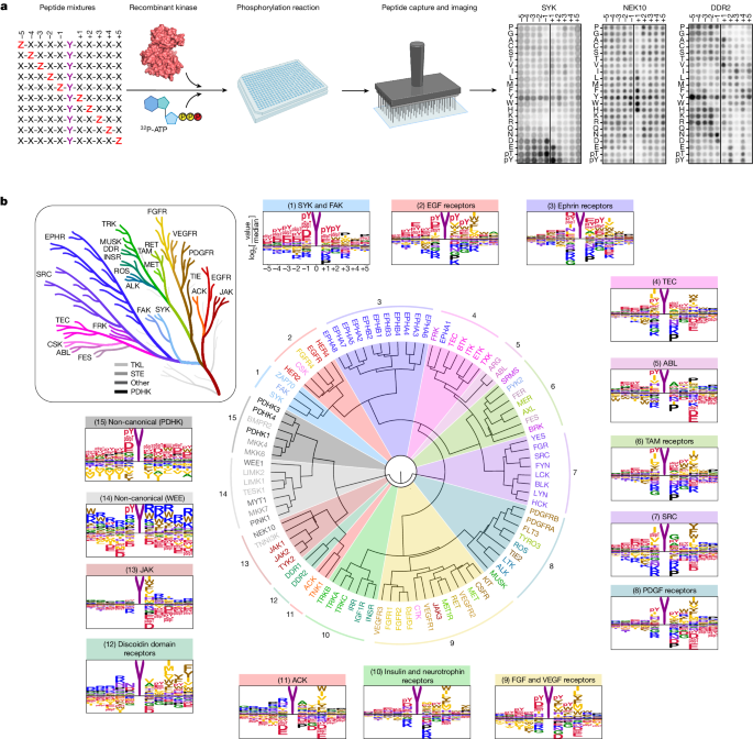 The Intrinsic Substrate Specificity Of The Human Tyrosine Kinome,Nature ...