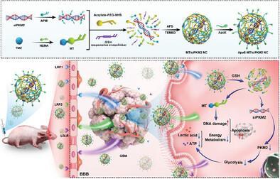 Dual-Targeted Novel Temozolomide Nanocapsules Encapsulating siPKM2 ...