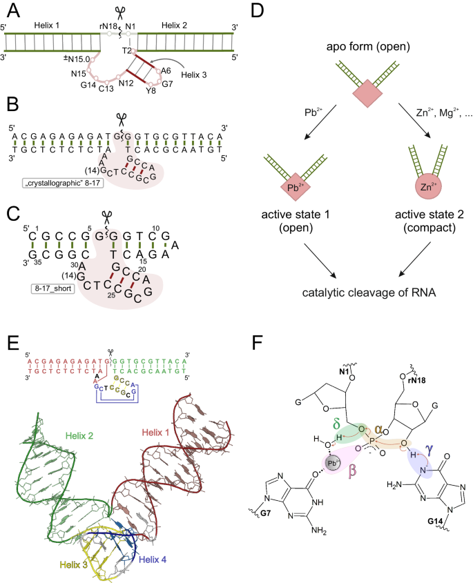 The 8-17 DNAzyme can operate in a single active structure regardless of ...