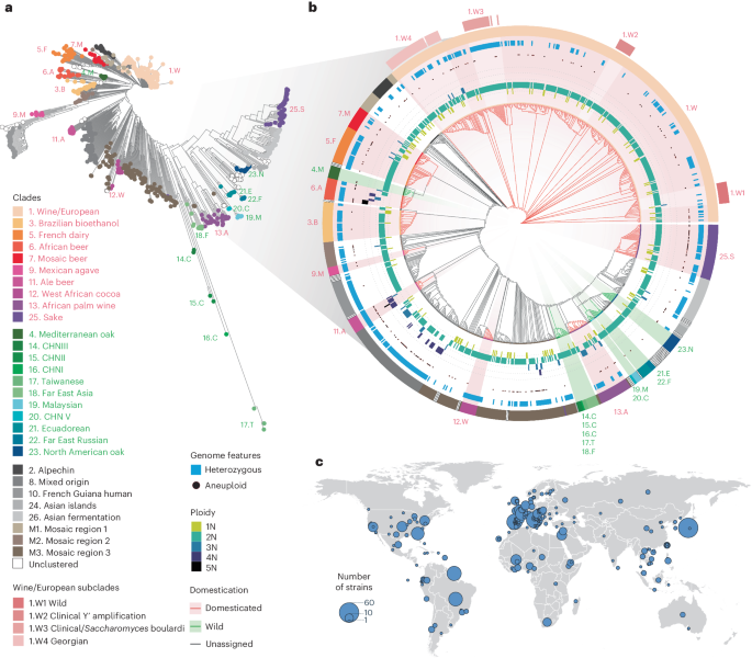 Pan-transcriptome reveals a large accessory genome contribution to gene ...