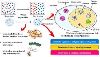 Liquid-liquid phase separation in subcellular assemblages and signaling ...