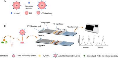 Nanobodies-based Colloidal Gold Immunochromatographic Assay For ...