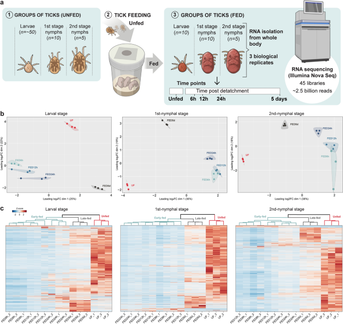 Exploring The Transcriptome Of Immature Stages Of Ornithodoros Hermsi ...