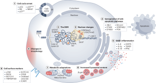 SenNet recommendations for detecting senescent cells in different tissues