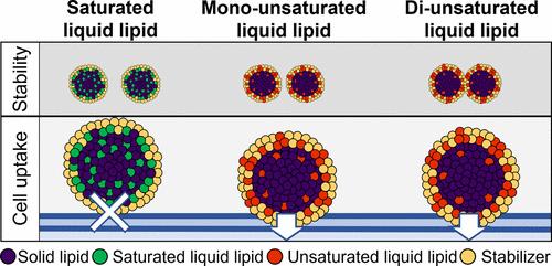 On The Structure, Stability, And Cell Uptake Of Nanostructured Lipid ...