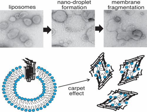 Modulation Of Lipid Dynamics In The β Amyloid Aggregates Induced Membrane Fragmentationthe 3302