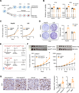 Environmental monobutyl phthalate exposure promotes liver cancer via ...