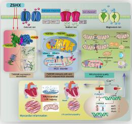 滋肾活血汤通过TMBIM6-VDAC1介导的钙稳态调节和线粒体质量监测对心肌缺血性损伤具有保护作用,Phytomedicine - X-MOL