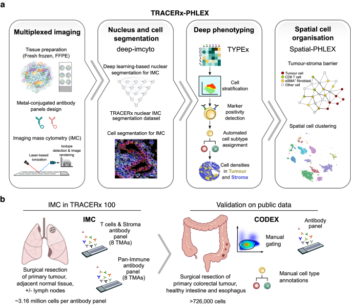 Deep Cell Phenotyping And Spatial Analysis Of Multiplexed Imaging With Tracerx Phlex Nature