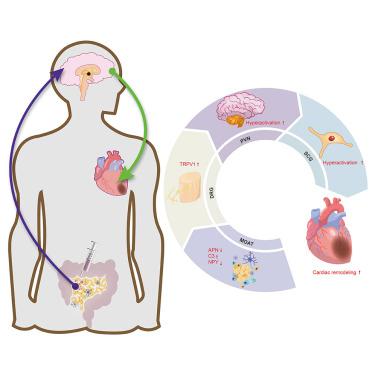 Blockade of mesenteric and omental adipose tissue sensory neurons ...