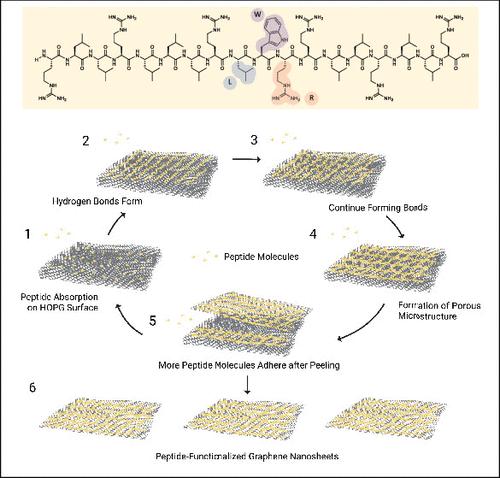 Aromatic Amino Acid-Dependent Surface Assembly Of Amphiphilic Peptides ...