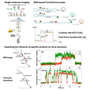 DNA-based ForceChrono probes for deciphering single-molecule force ...