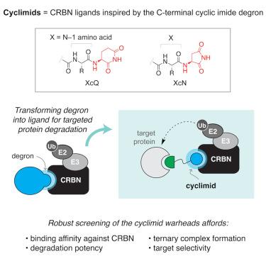 The Cyclimids: Degron-inspired Cereblon Binders For Targeted Protein ...