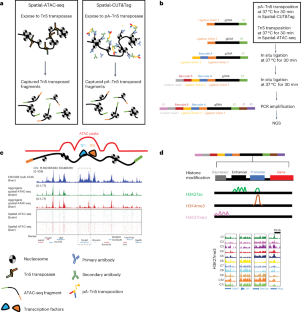 Spatially resolved epigenome sequencing via Tn5 transposition and ...