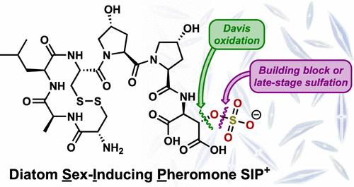 Total Synthesis Of A Peptide Diatom Sex Pheromone Bearing A Sulfated Aspartic Acid Organic