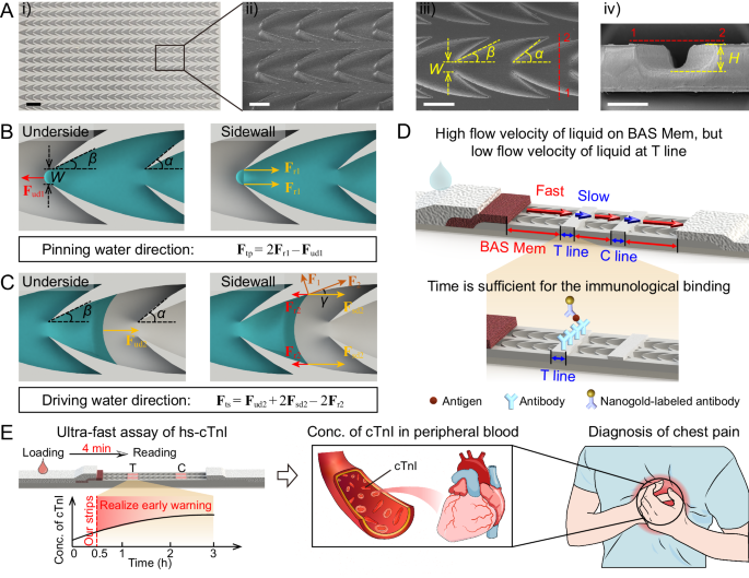 Barbed arrow-like structure membrane with ultra-high rectification ...