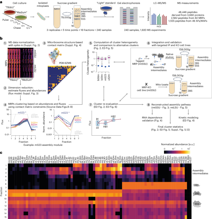 A roadmap for ribosome assembly in human mitochondria,Nature Structural ...