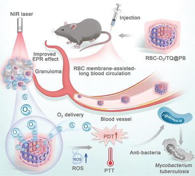 NIR-II AIE Luminogen-Based Erythrocyte-Like Nanoparticles with ...