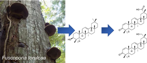 Isolation of C-29 oxygenated oleanane triterpenoids and a (+)-muurolene ...